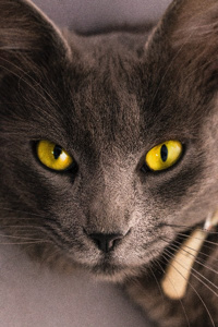 What's With That Cat?