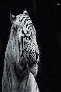Tales of the White Tiger