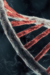 Morph Genome