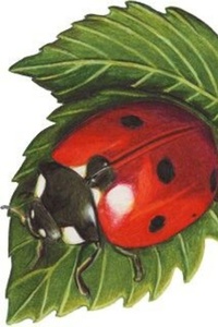 Bugged and Beloved